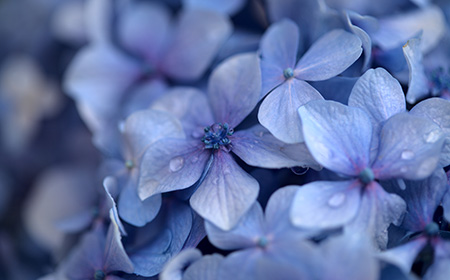 アジサイ（紫陽花）の花の特徴
