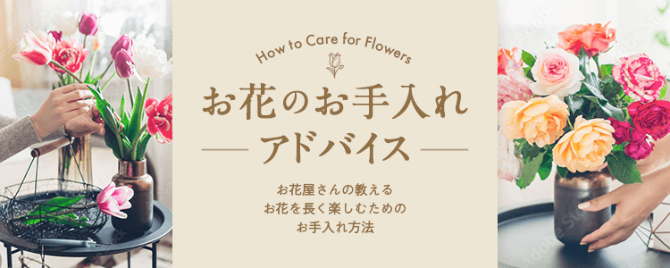 お花のお手入れアドバイス