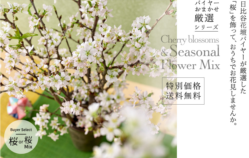 【バイヤー厳選】季節のお花・おまかせミックス「桜」
