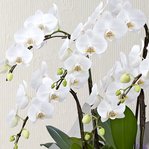 お供え用】ミディ胡蝶蘭（ホワイト）5本立ち｜花・花束を贈るフラワー