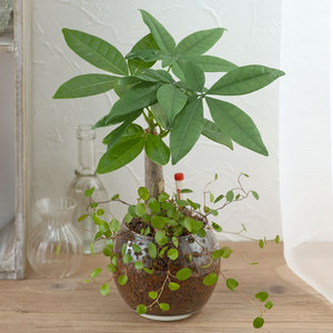 お手入れかんたん観葉植物「パキラ＆ミューレンベキア」の商品画像