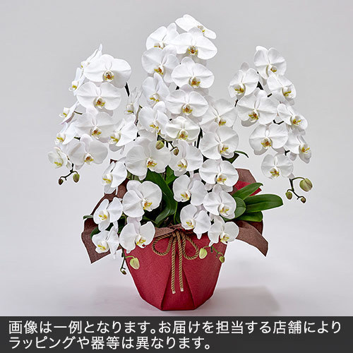 胡蝶蘭(白)5本立ち 35〜40輪以上(蕾含む)｜花・花束を贈るフラワー 
