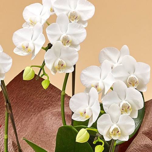 ミディ胡蝶蘭 白 3本立ち 東京都内エリア限定 花 花束を贈るフラワーギフト通販の 日比谷花壇