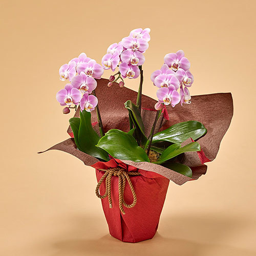 ミディ胡蝶蘭 ピンク 3本立ち 大阪市内エリア限定 花 花束を贈るフラワーギフト通販の 日比谷花壇