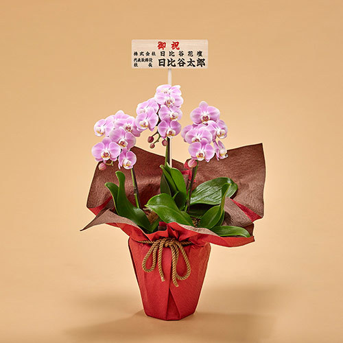 ミディ胡蝶蘭 ピンク 3本立ち 大阪市内エリア限定 花 花束を贈るフラワーギフト通販の 日比谷花壇