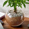 環境にやさしいエコスギ観葉植物「編み込みパキラ」