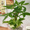 環境にやさしいエコスギ観葉植物「パキラ・ポトスの寄せ植え（スクエアグラス）」