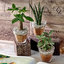環境にやさしいエコスギ観葉植物「パキラ・サンスベリア・ペペロミア3個セット」