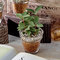 環境にやさしいエコスギ観葉植物「パキラ・サンスベリア・ペペロミア3個セット」