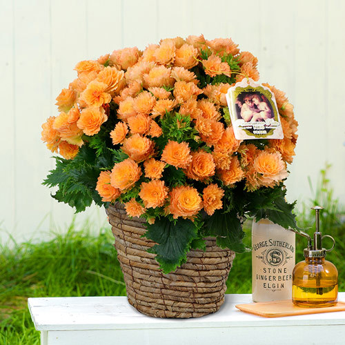 ＜日比谷花壇＞季節の花鉢「イングリッシュラベンダー」