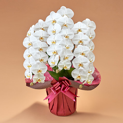法人 エリア限定 胡蝶蘭 ホワイト 3本立ち お祝いラッピング 花 花束を贈るフラワーギフト通販の 日比谷花壇