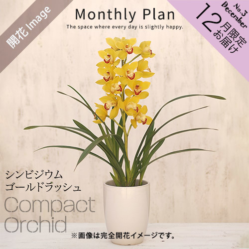 【日比谷花壇】ラン鉢 「華やかオーキッドルーム １２月」