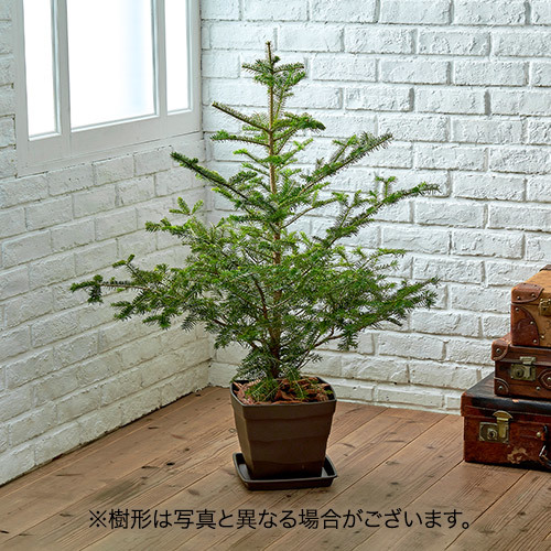 【日比谷花壇】クリスマス もみの木 （１０号）