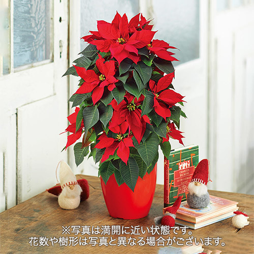 【日比谷花壇】クリスマス ポインセチア タワー仕立て（５号）