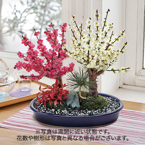 【日比谷花壇】お正月 紅白梅盆栽（１１号）