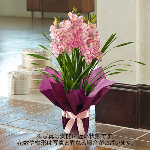 お歳暮 シンビジウム ピンク系 3本立ち 花 花束を贈るフラワーギフト通販の 日比谷花壇