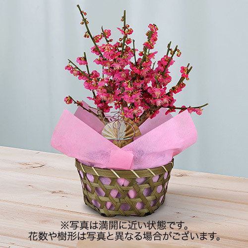 【日比谷花壇】お正月 紅梅（５号）