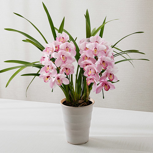 【日比谷花壇】季節の蘭鉢 小型シンビジウム アーチ型（ピンク系）