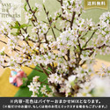 【バイヤー厳選】季節のお花・おまかせミックス「桜」