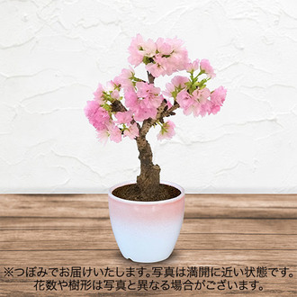 桜鉢 ｢旭山」