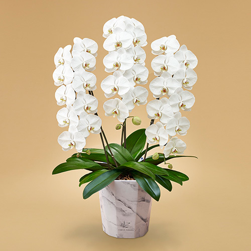 胡蝶蘭（ホワイト）3本立ち 【e-pot仕様】｜花・花束を贈るフラワー 