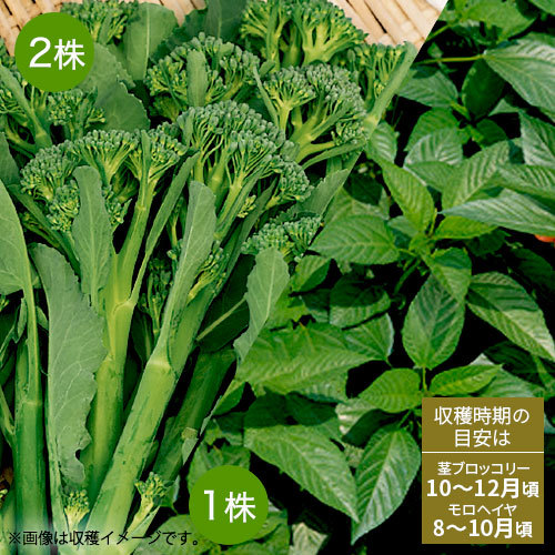 ベランダ野菜「茎ブロッコリー（スティックセニョール）＆モロヘイヤ 7月」