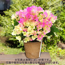 季節の花鉢 ブーゲンビリア（複色）