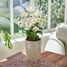 季節の蘭鉢  デンドロビウム「サマーナイトドリーム・サチ」