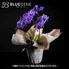 青色胡蝶蘭「Blue Gene (ブルージーン）」ミディサイズ3本立ち