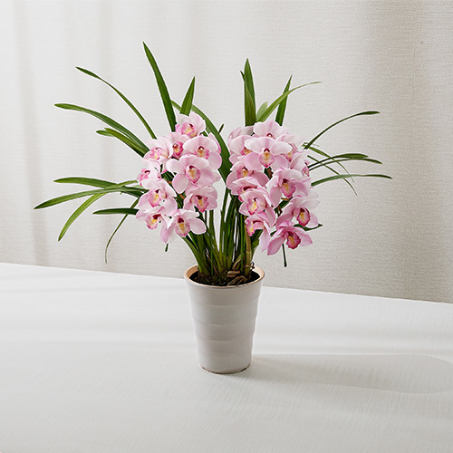 季節の蘭鉢 小型シンビジウム アーチ型（ピンク系）