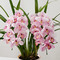 季節の蘭鉢 小型シンビジウム アーチ型（ピンク系）