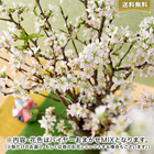【バイヤー厳選】季節のお花･おまかせミックス｢桜｣