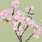桜鉢 ｢南殿桜｣