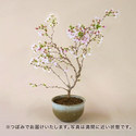 桜鉢 ｢雲竜桜 湖上の舞」