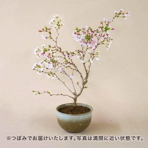 桜鉢 ｢雲竜桜 湖上の舞」の商品画像