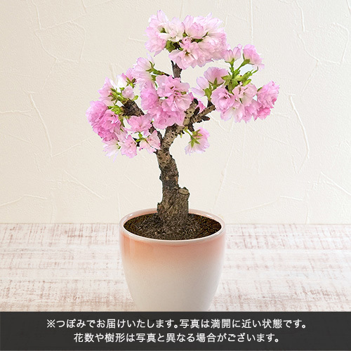 桜の小鉢「旭山」4号と文明堂「さくらカステラ」のセット
