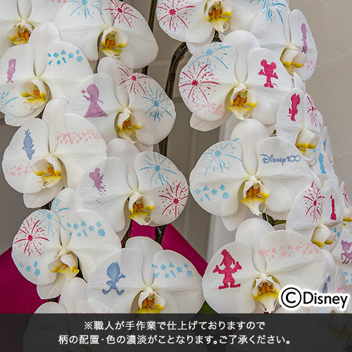【Disney100】胡蝶蘭｢化粧蘭｣