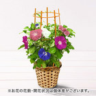 季節の花鉢 日本朝顔（4色咲き）