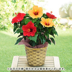 季節の花鉢  ハイビスカス2色仕立て