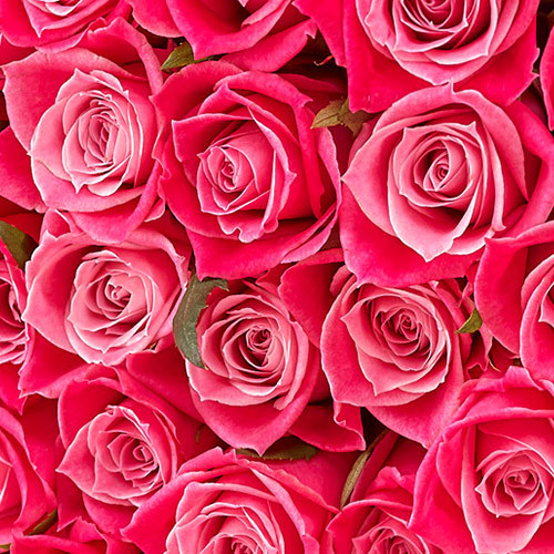 30本のピンクバラの花束「アニバーサリーローズ」