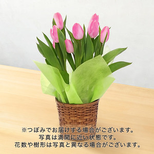 旬の鉢チューリップ（ピンク）5号の商品画像