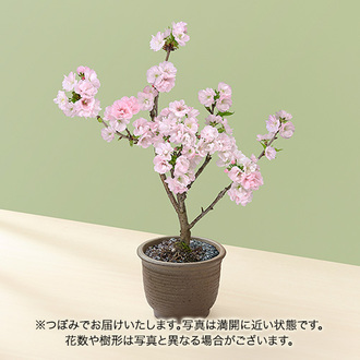 桜鉢 ｢南殿桜｣