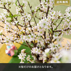 【バイヤー厳選】季節のお花｢桜｣