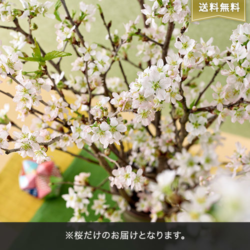 【バイヤー厳選】季節のお花｢桜｣