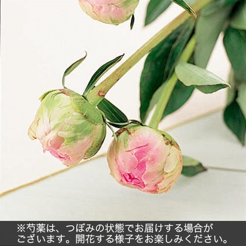 母の日 花束「芍薬（カラーミックス10本）」