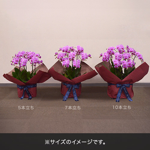 ミディ胡蝶蘭（ピンク）5本立ち【シェアオーキッド】 ｜花・花束を贈る
