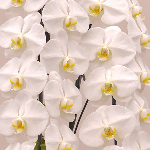胡蝶蘭（ホワイト）3本立ち【フォアス】｜花・花束を贈るフラワー 