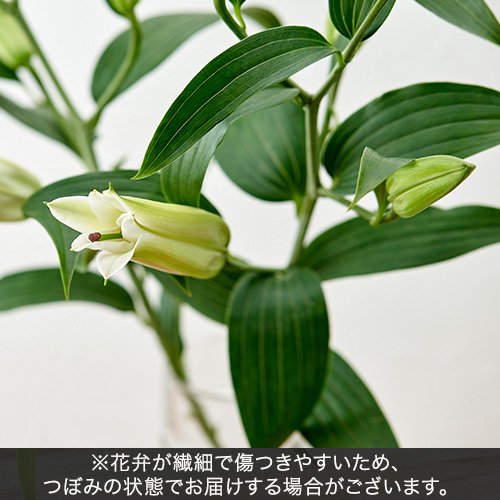 【お供え用】 O･SO･NA･E flower ｢4月のウッドボックスアレンジメント｣